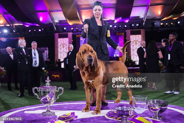 Trumpet, a bloodhound wins Best in Show at the 146th Annual Westminster Kennel Club Dog Show in Tarrytown of New York, United States on June 22, 2022.