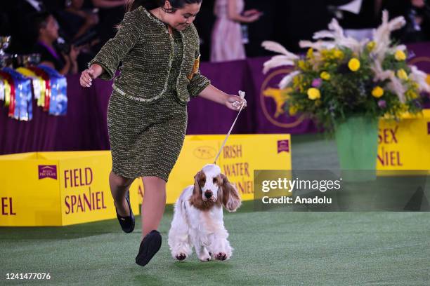 146th Annual Westminster Kennel Club Dog Show is held in Tarrytown of New York, United States on June 22, 2022.