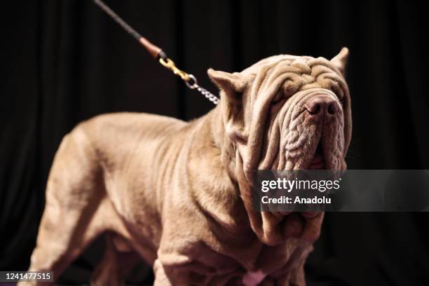 146th Annual Westminster Kennel Club Dog Show is held in Tarrytown of New York, United States on June 22, 2022.