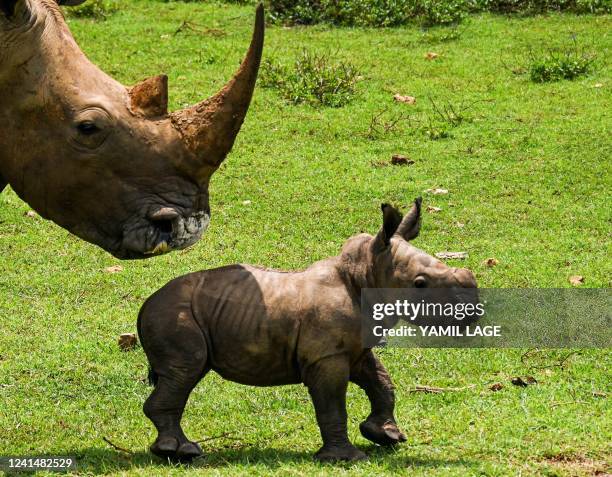 White rhino calf strolls with its mother in the African Grassland, at the National Zoo of Cuba in Havana, on June 23, 2022. - Ale, was born last June...