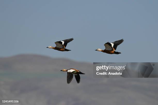 Ruddy shelducks are seen in Lake Van basin, where the animal preservation and conservation works continue for the ecosystem, in Van, Turkiye on May...