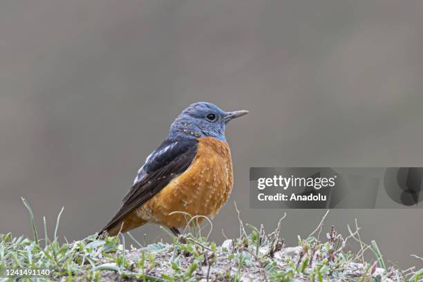 Rock thrush is seen in Lake Van basin, where the animal preservation and conservation works continue for the ecosystem, in Van, Turkiye on April 16,...
