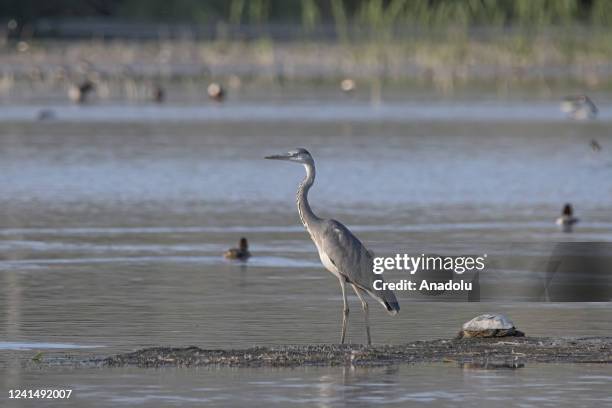 Grey heron is seen in Lake Van basin, where the animal preservation and conservation works continue for the ecosystem, in Van, Turkiye on May 8, 2022.
