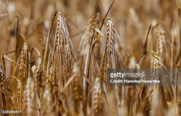 Winter barley is pictured on the official opening day of the season's grain harvest following a press event at the Gut Kemlitz farm on June 24, 2022...