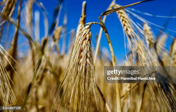 Winter barley is pictured on the official opening day of the season's grain harvest following a press event at the Gut Kemlitz farm on June 24, 2022...