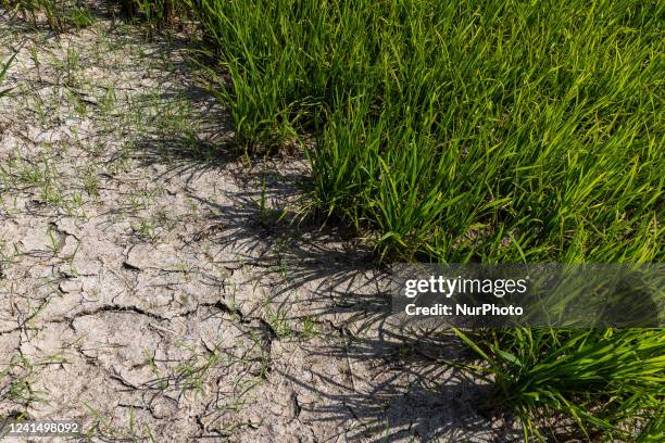 The rice fields in this period should be submerged in water instead the ground is dry and hard. The distressed plants are half the height of normal...