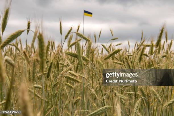 Ukrainian flag among the wheat field in Kyiv region, Ukraine. June 23, 2022