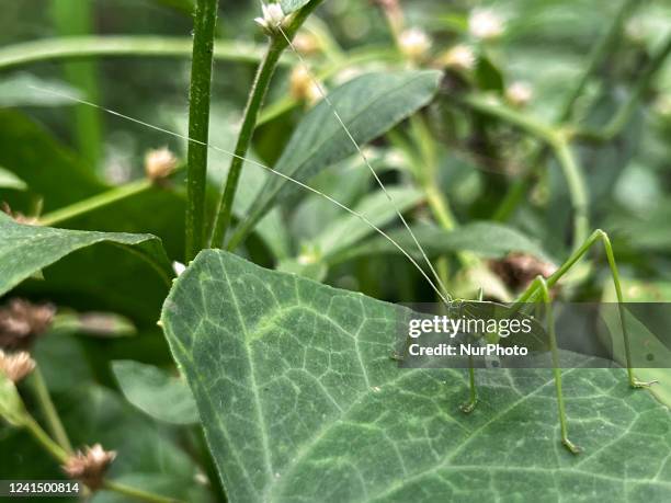 Katydid in Ooruttambalam, Kerala, India, on May 13, 2022.