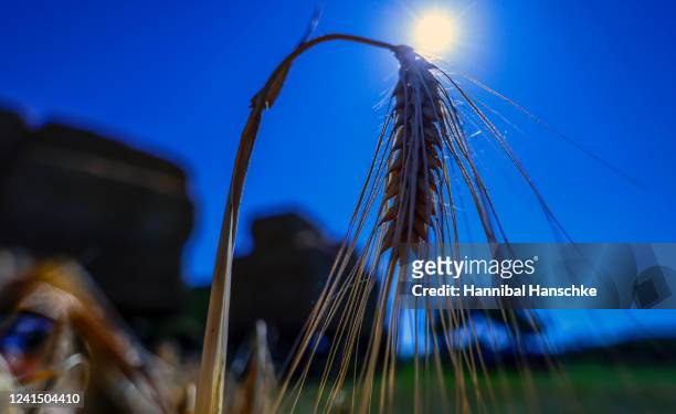 Winter barley is pictured beside the official opening day of the season's grain harvest following a press event at the Gut Kemlitz farm on June 24,...
