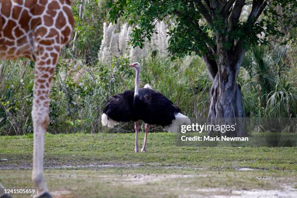 ostrich - kenya newman stock-fotos und bilder