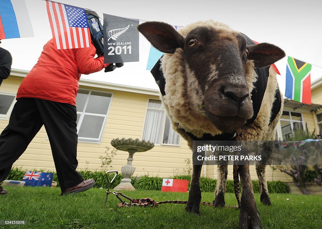A sheep called Sonny Wool prepares to us