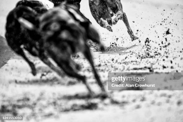 Greyhounds kick up the sand as they take the first bend at Nottingham Greyhound Stadium on June 02, 2020 in Nottingham, England. Greyhound racing...