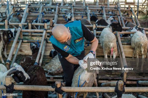 Staff member from the Animal Health Center checks mouth condition of a goat as a measure to cope with the re-emergence of the foot-and-mouth disease...