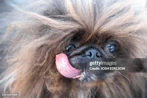 Wild Thang licks his face before the start of the World's Ugliest Dog Competition in Petaluma, California on June 24, 2022. - Mr. Happy Face, a...