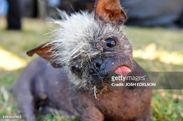 Mr. Happy Face looks towards the camera before the start of the World's Ugliest Dog Competition in Petaluma, California on June 24, 2022. - Mr. Happy...