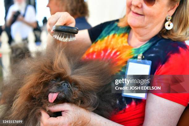 Ann Lewis brushes the hair of her dog Wild Thang before the start of the World's Ugliest Dog Competition in Petaluma, California on June 24, 2022. -...
