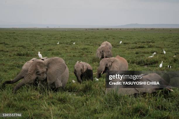 Elephants eat grass at a swamp in Amboseli National Park, Kenya, on June 23, 2022. - The camp's ten luxurious tents see tourists flocking again,...