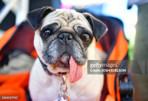 Jinny Lu-Korean Pug awaits the start of the World's Ugliest Dog Competition in Petaluma, California on June 24, 2022. - Mr. Happy Face, a 17-year-old...