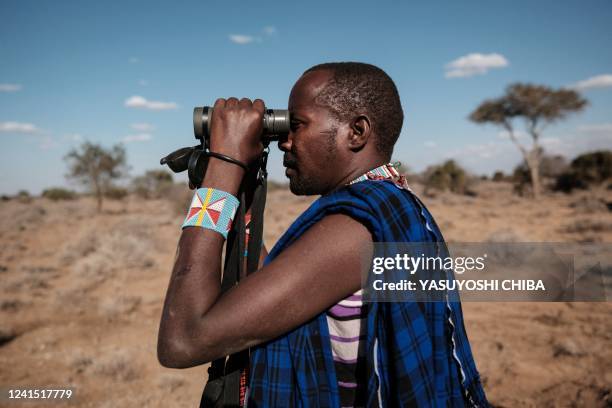 Nature guide Wilson Kasaine observes during a daily research to count wildlife species in Selenkay Conservancy, a community-owned conservation area...