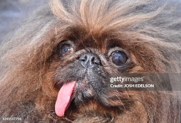 Wild Thang looks on before the start of the World's Ugliest Dog Competition in Petaluma, California on June 24, 2022. - Mr. Happy Face, a 17-year-old...