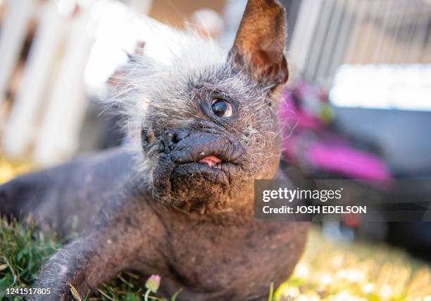 Mr. Happy Face rests before the start of the World's Ugliest Dog Competition in Petaluma, California on June 24, 2022. - Mr. Happy Face, a...