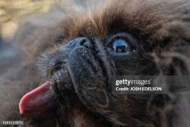Wild Thang looks towards the stage during the World's Ugliest Dog Competition in Petaluma, California on June 24, 2022. - Mr. Happy Face, a...