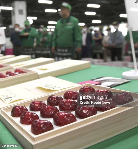 Photo taken in the Aomori Prefecture city of Hachinohe, northeastern Japan, shows high-grade Aomori Heartbeat cherries, which fetched a record...