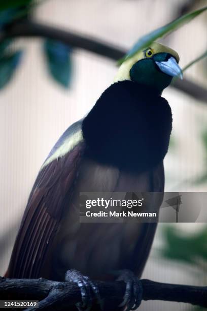 raggiana bird of paradise - paradisaea raggiana stock pictures, royalty-free photos & images