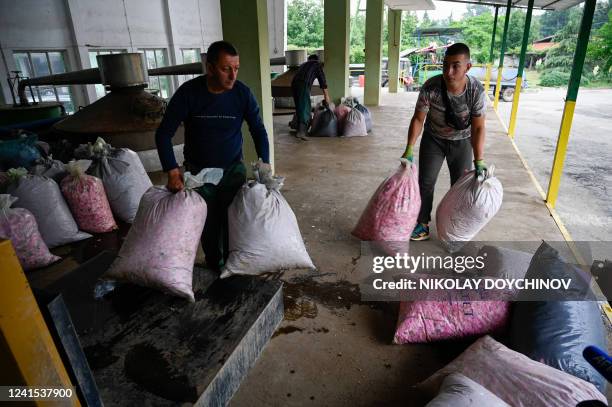 Men carry plastic bags filled with rose petals to a mixer to initiate the distillation process near the town of Pavel Banya on June 10, 2022....