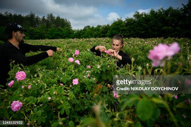 People collect rose petals early in the morning in the Rose Valley, near the town of Pavel Banya on June 10, 2022. Bulgaria's rose oil is already so...