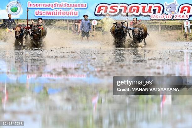 Racers run with their buffaloes in a traditional buffalo race during the rice-planting festival in Chonburi on June 26, 2022 to celebrate the start...