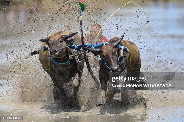 Farmer rides on the back of a wooden plough as he races his buffaloes during the rice-planting festival in Chonburi on June 26, 2022 to mark the...