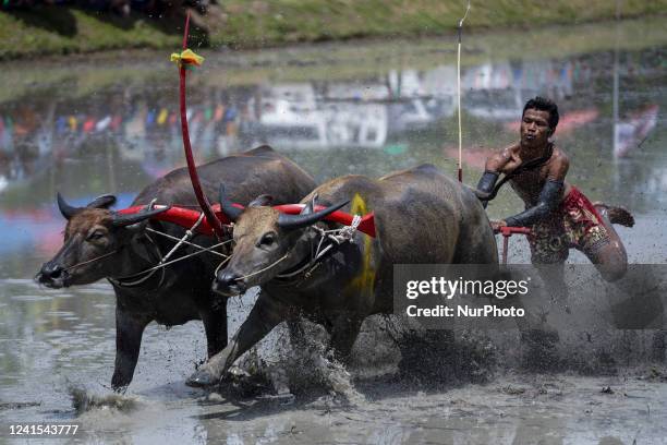 Thai farmers participate in the annual water buffalo racing festival in Chonburi province, Thailand, 26 June 2022.