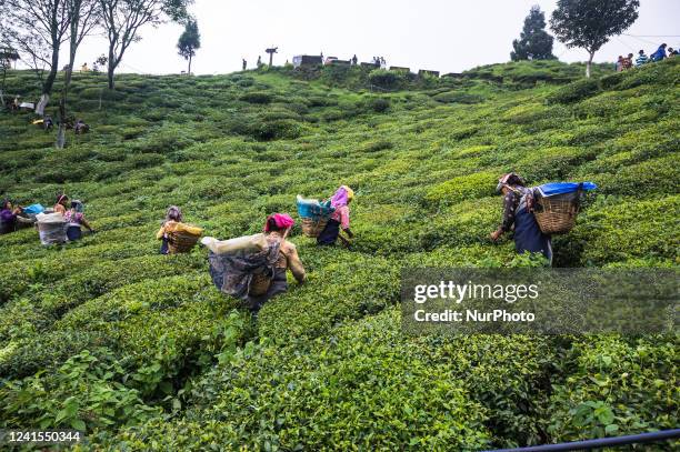 Women tea workers are plucking tea leaves during cloudy monsoon at the British-era tea garden Orange Valley Tea Garden spread over an area of 347.26...