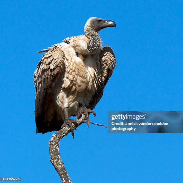 cape vulture - perching stock-fotos und bilder