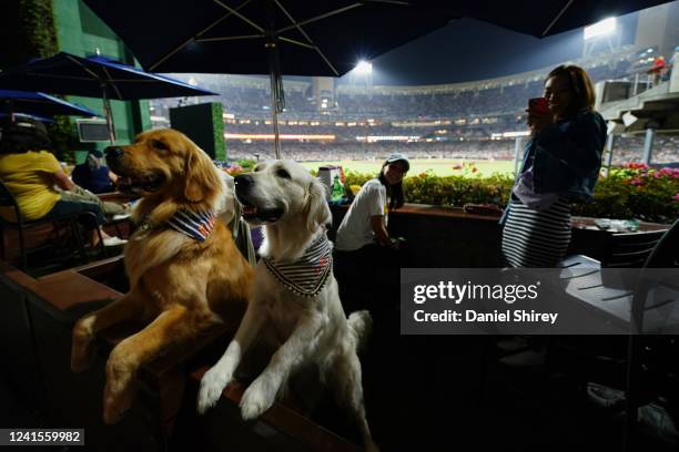 General view as dogs pose in the Petco Backyard during the game between the Philadelphia Phillies and the San Diego Padres at Petco Park on Saturday,...