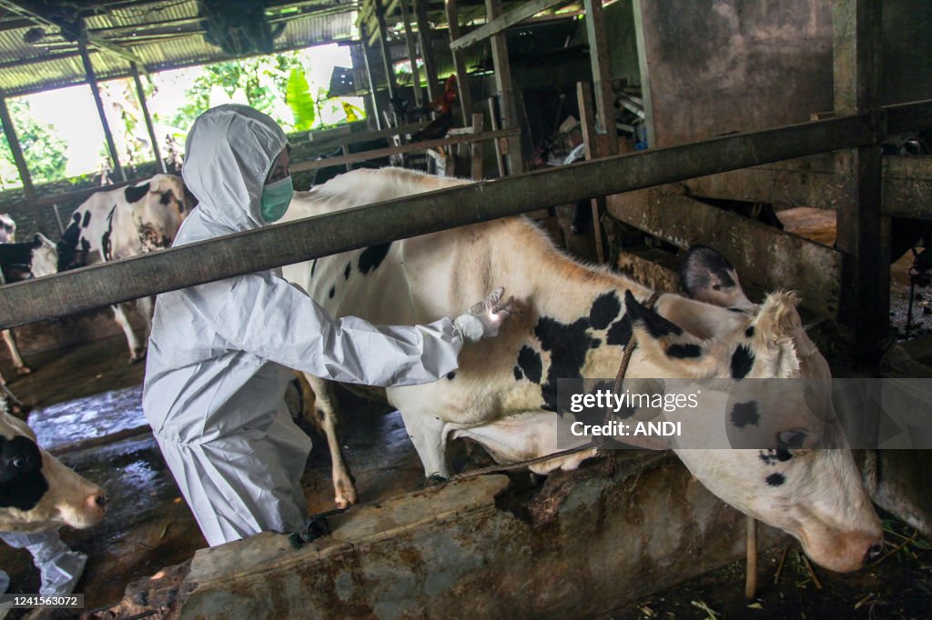 INDONESIA-HEALTH-LIVESTOCK
