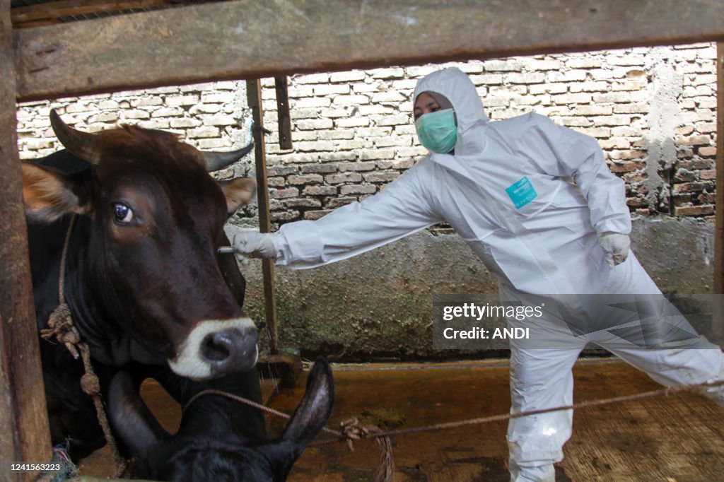 INDONESIA-HEALTH-LIVESTOCK