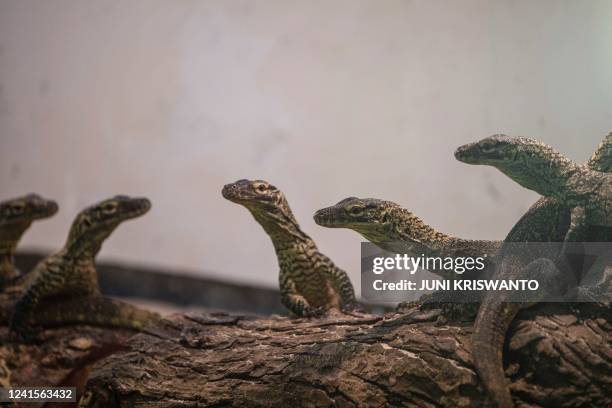 Four-month-old juvenile Komodo dragons, hatched in captivity as part of a breeding programme for the endangered lizard, are seen in their enclosure...