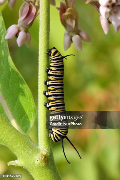 Monarch butterfly caterpillar on a milkweed plant in Markham, Ontario, Canada, on June 26, 2022.