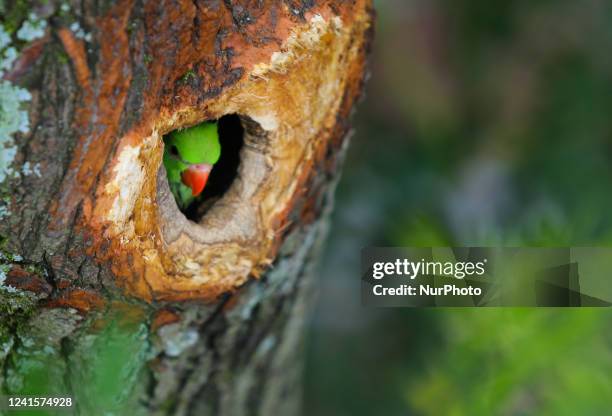 9,227 Parrot Tree Photos and Premium High Res Pictures - Getty Images 9,227 Parrot Tree Photos and Premium High Res Pictures - Getty Images