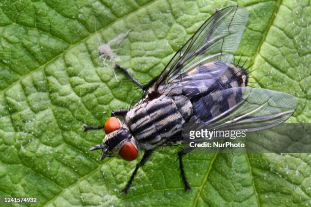 Housefly on a leaf in Markham, Ontario, Canada, on June 26, 2022.