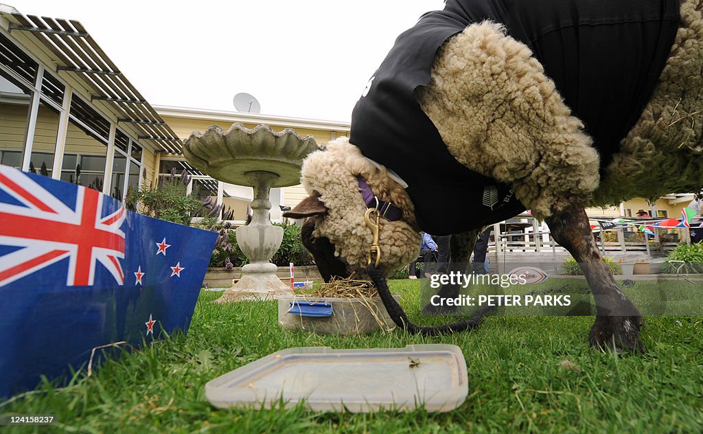 A sheep called Sonny Wool eats in front