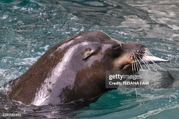 43,781 Seal Animal Photos and Premium High Res Pictures - Getty Images 43,781 Seal Animal Photos and Premium High Res Pictures - Getty Images