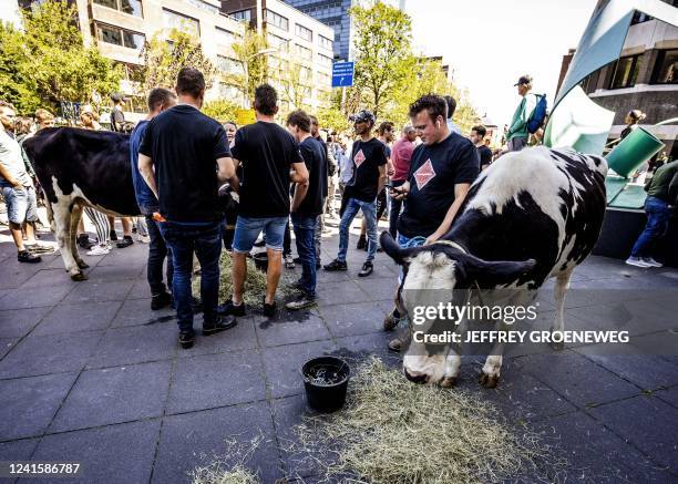 Farmers demonstrate with their cows outside the House of Representatives building, as MPs are debating the cabinet's nitrogen plans during a farmers'...