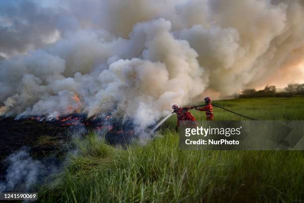 Manggala Agni personnel are extinguishing peatland fires that occurred in Arisan Jaya Village, Ogan Ilir Regency, South Sumatra Province, Tuesday, 28...