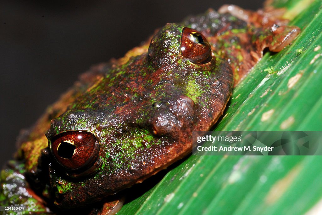 Fringe-limbed frog