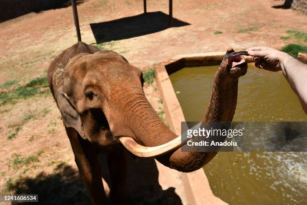 199 Elephant Meat Photos and Premium High Res Pictures - Getty Images