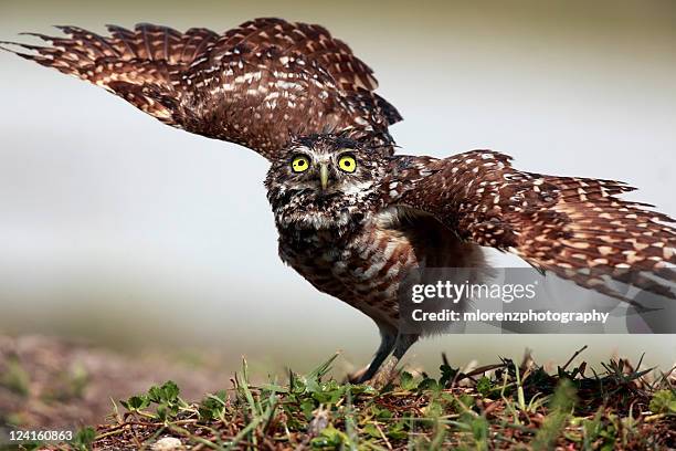 burrowing owl - cape coral stockfoto's en -beelden