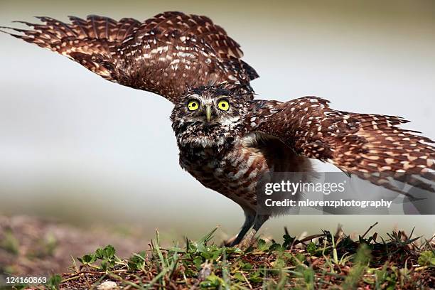 burrowing owl - cape coral stock pictures, royalty-free photos & images